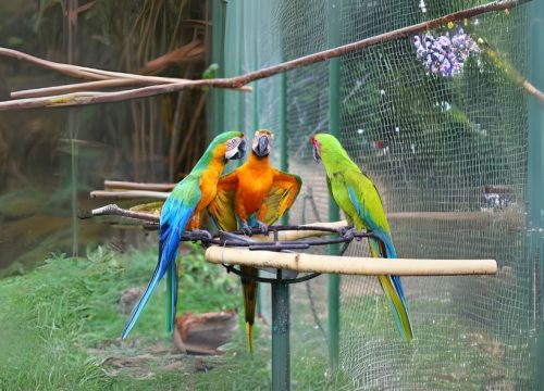 Cafam Melgar cerca a melgar living gardens